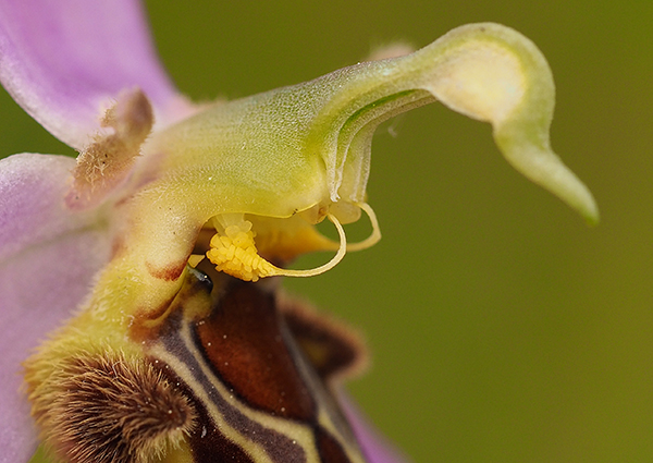 Ophrys apifera