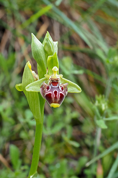 Ophrys rhodia