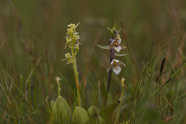 Liparis loeselii & Epipactis palustris