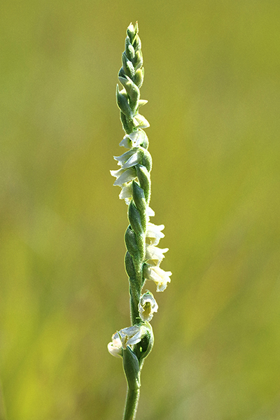 Spiranthes spiralis