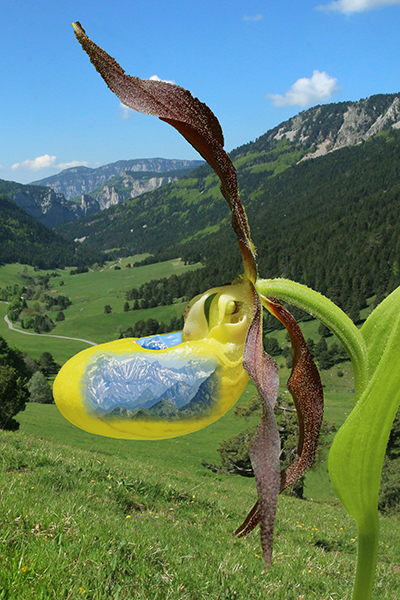 Cypripedium calceolus