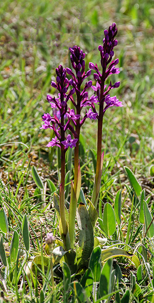 Orchis quadripunctata