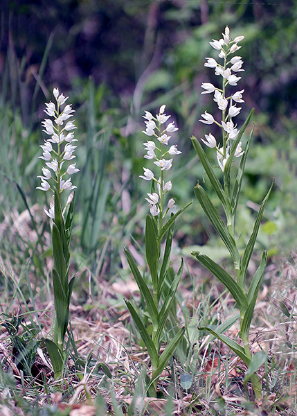 Cephalanthera longifolia