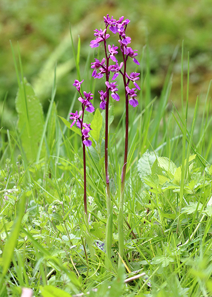 Orchis mascula