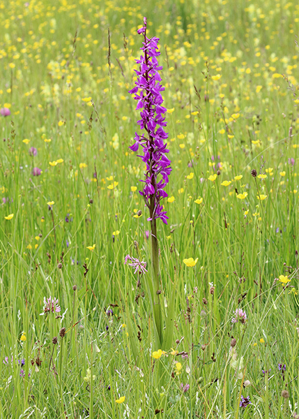 Anacamptis palustris subsp. elegans