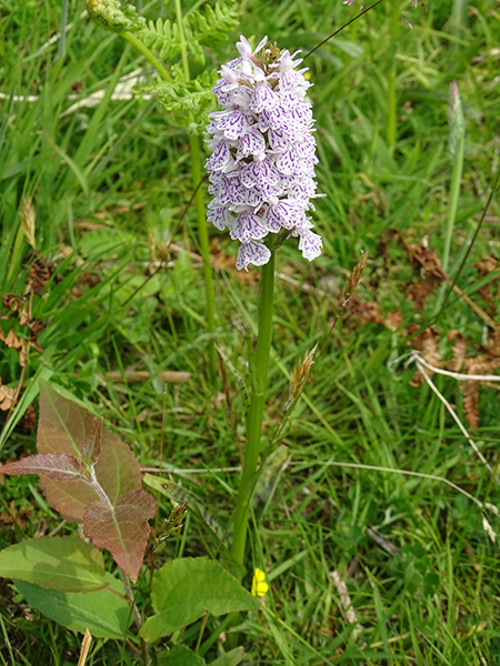 Dactylorhiza maculata