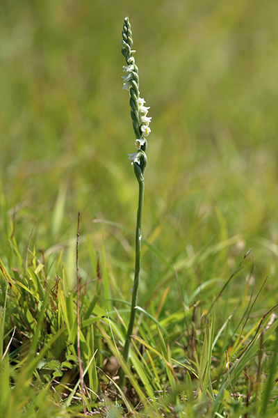 Spiranthes spiralis