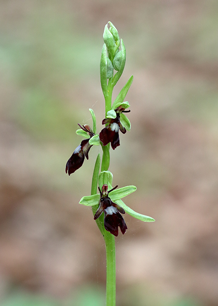 Ophrys insectifera