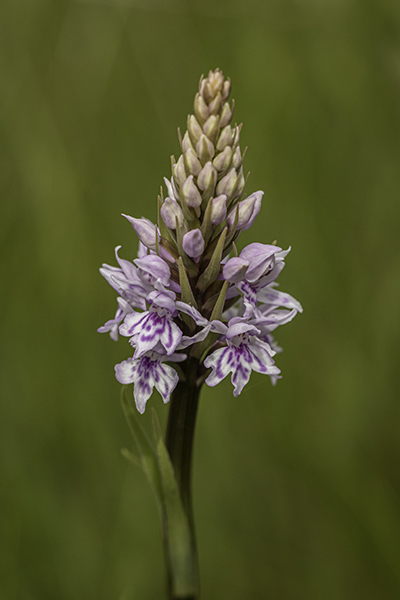 Dactylorhiza fuchsii