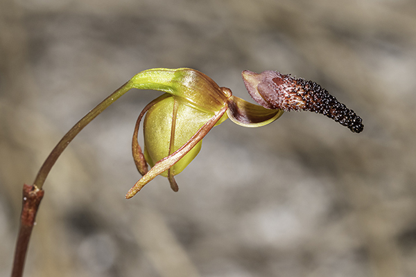 Paracaleana nigrita