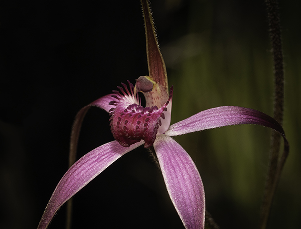 Caladenia harringtoniae