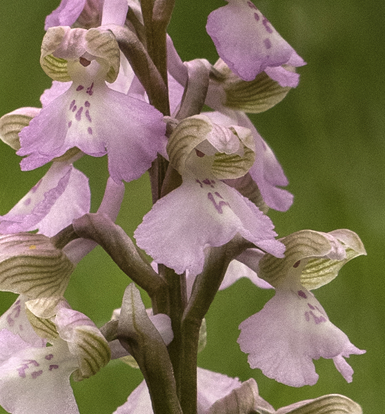 Anacamptis morio