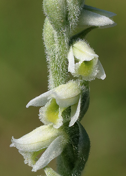 Spiranthes spiralis