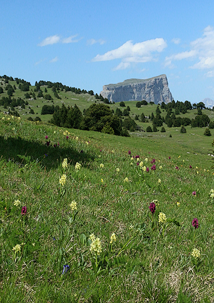 Dactylorhiza sambucina