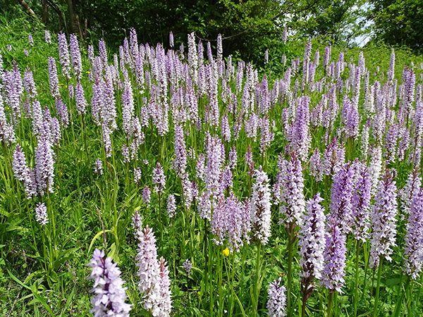 Dactylorhiza fuchsii