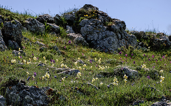 Orchis pauciflora