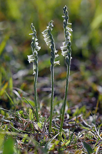 Spiranthes spiralis