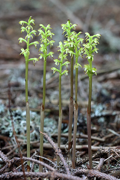 Corallorhiza trifida