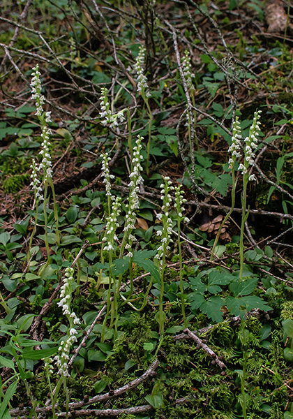 Goodyera repens