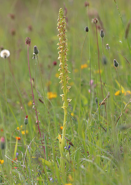 Orchis anthropophora