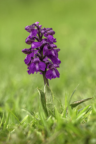 Anacamptis morio