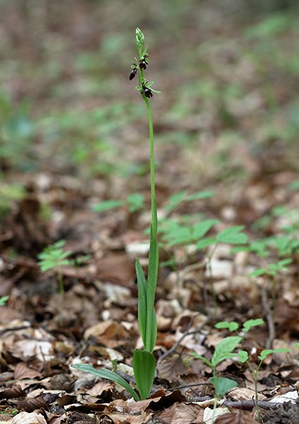 Ophrys insectifera