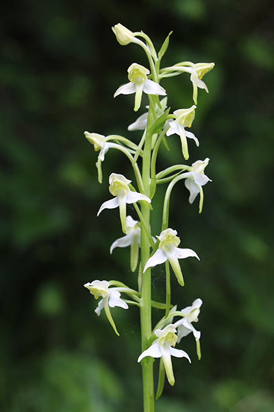 Platanthera chlorantha