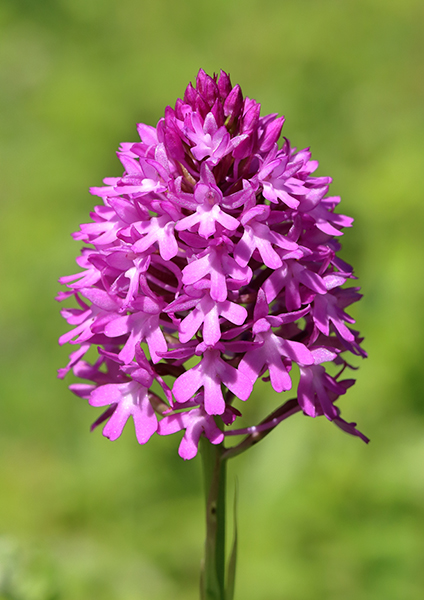 Anacamptis pyramidalis