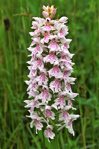 Dactylorhiza fuchsii 