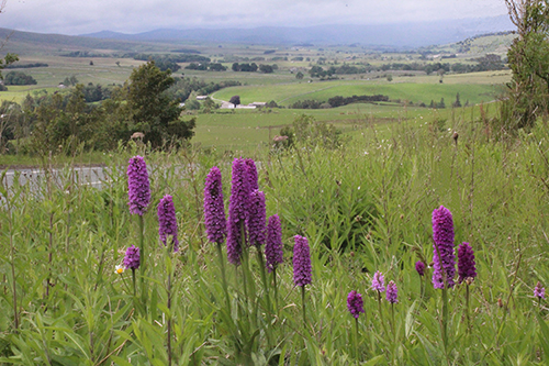 Dactylorhiza ×venusta