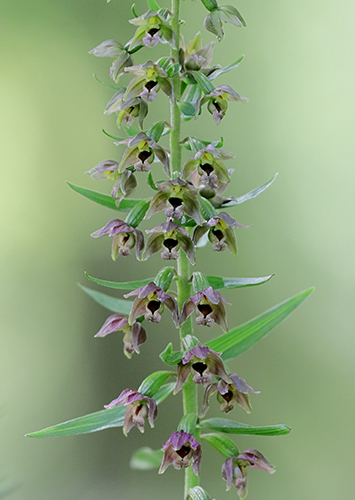 Epipactis helleborine