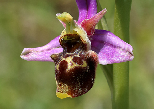 Ophrys fuciflora