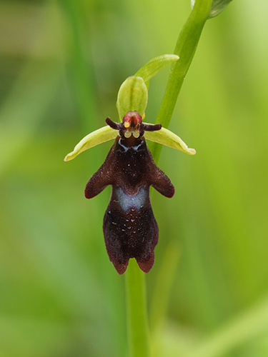 Ophrys insectifera