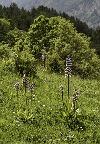 Orchis purpurea