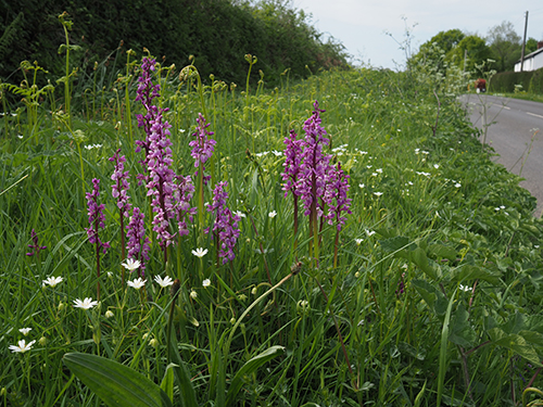 Orchis mascula