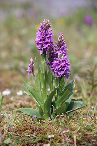 Dactylorhiza ×venusta