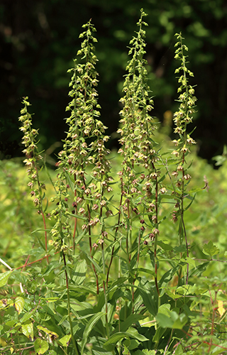 Epipactis helleborine 