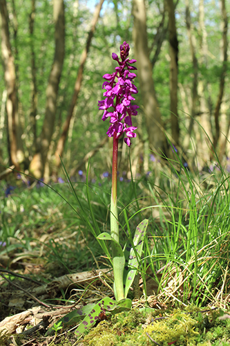 Orchis mascula