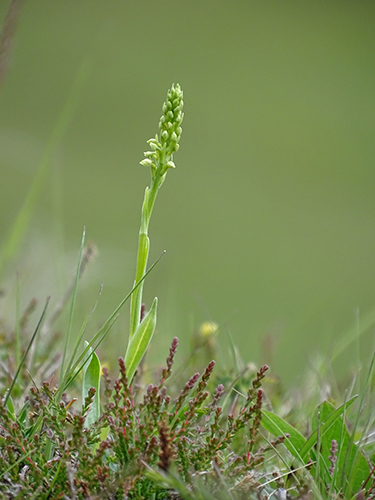 Pseudorchis albida