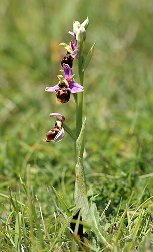 Ophrys fuciflora