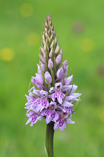 Dactylorhiza fuchsii