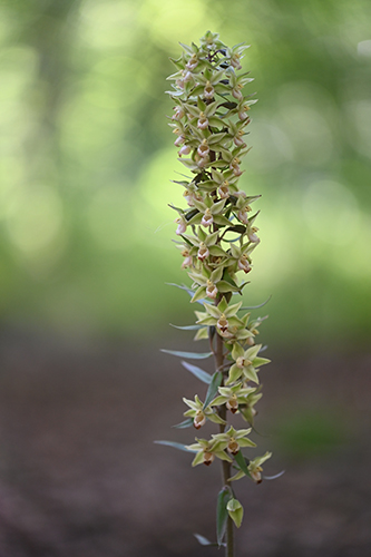 Epipactis purpurata