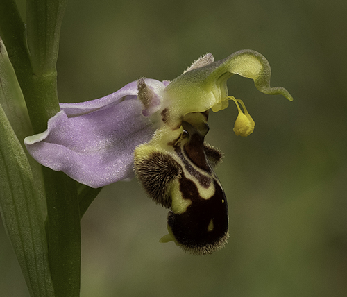 Ophrys apifera