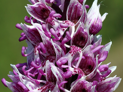 Orchis simia