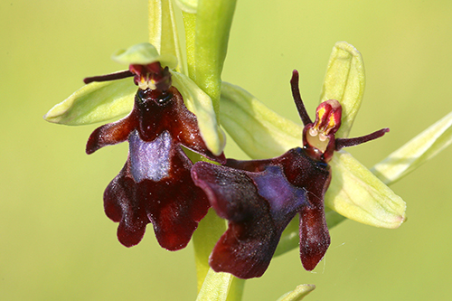 Ophrys insectifera