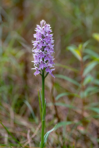 Dactylorhiza fuchsii 