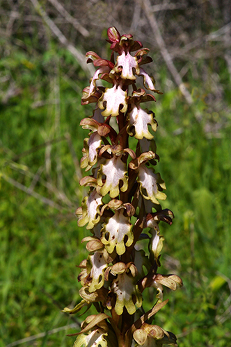 Himantoglossum robertianum