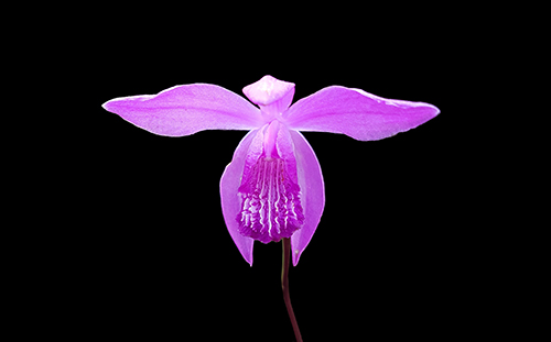 Bletilla striata