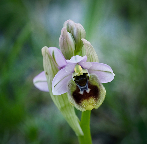 Ophrys tenthredinifera