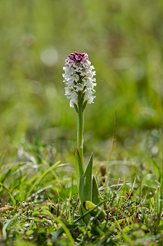 Orchis ustulata